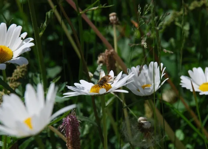 公寓 Arnica 4 By Interhome