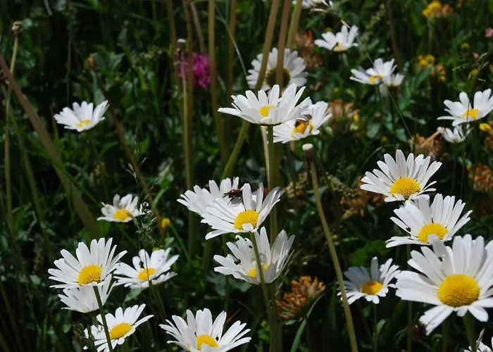 公寓 Arnica 4 By Interhome *